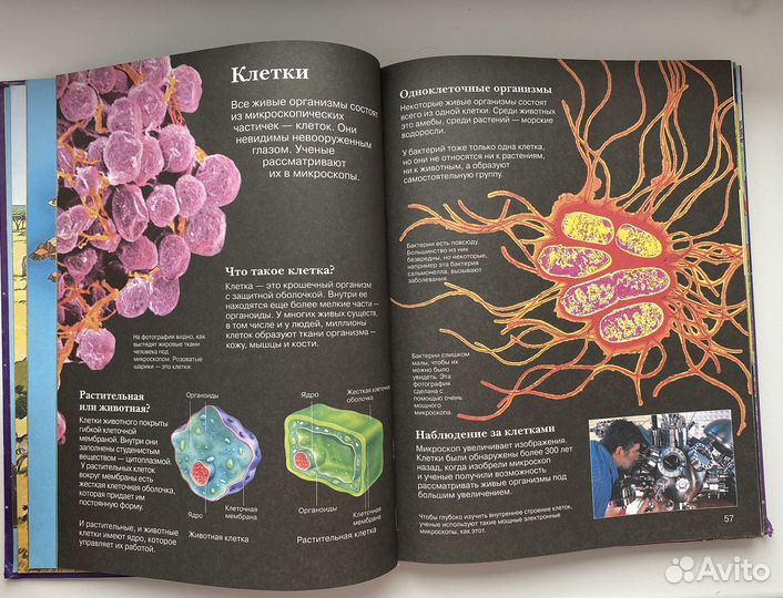 Новач детская энциклопедия