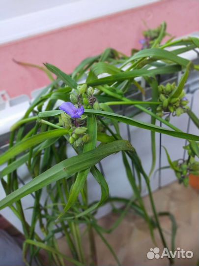 Традесканция садовая