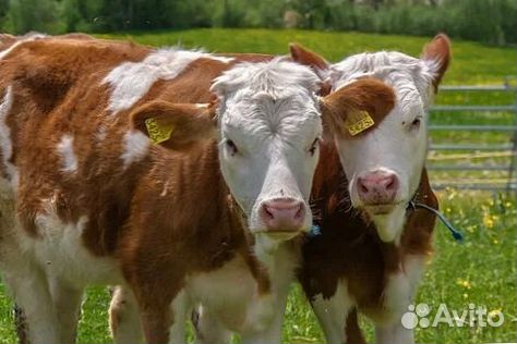 Выбор телёнка для фермы