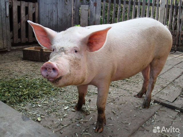 Продам свиньей живым весом
