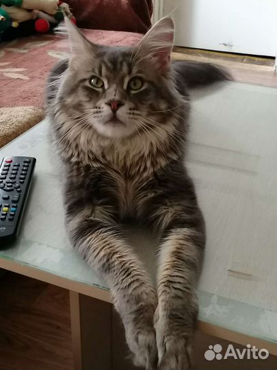 Кот мейн кун вязка