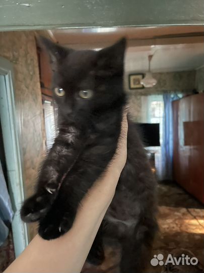 Котик 3 месяца