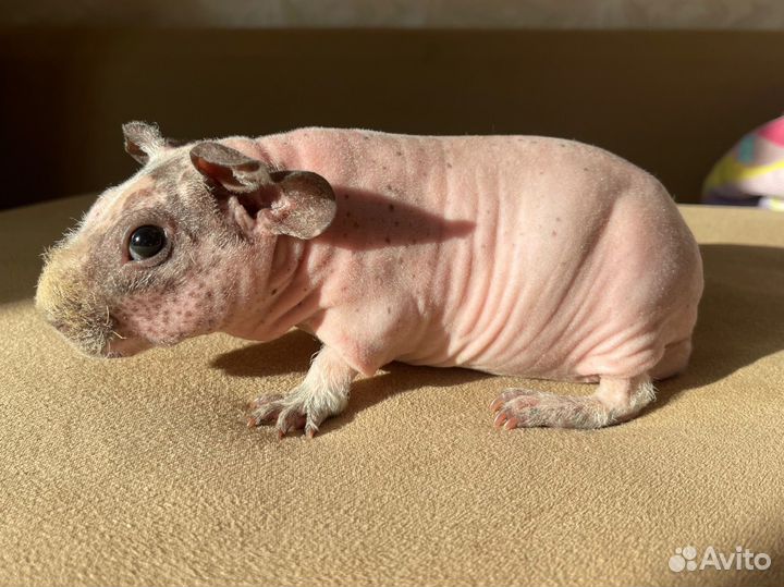 Голые морские свинки скинни мальчики