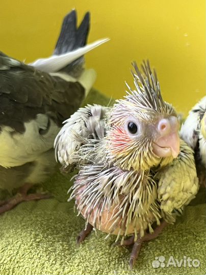 Супер ручные Птенчики Корелл, есть Самцы