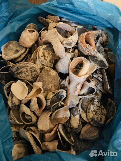 Ракушки черноморские 1 кг 200гр