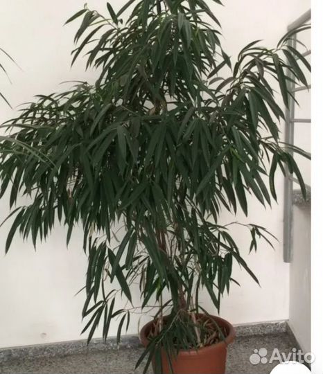 Фикус Maclellandii Alii