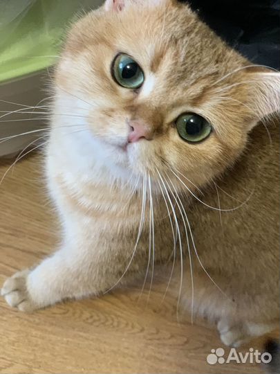 Шотландская