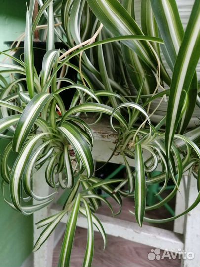 Хлорофитум кудрявый