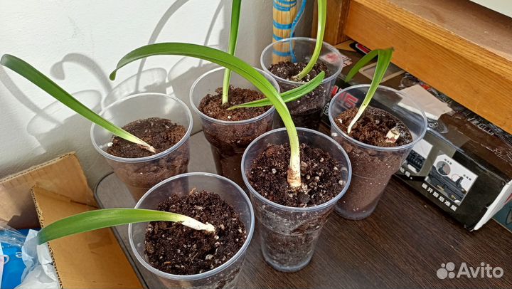 Гиппиаструм