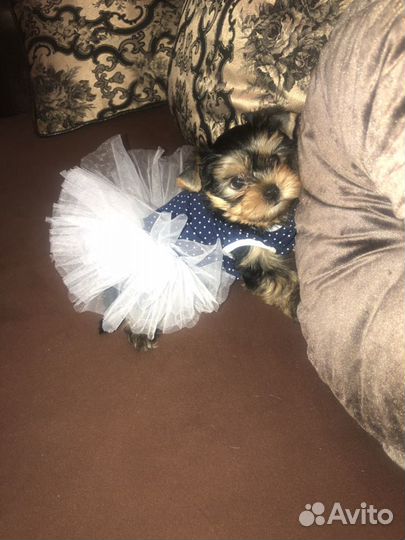 Йоркширский терьер