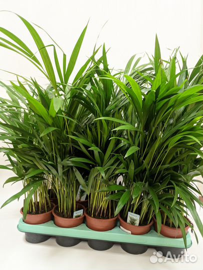 Арека хризалидокарпус 12\60