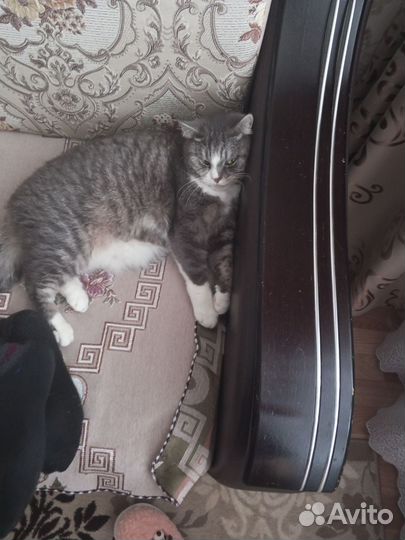 Отдам кота в добрые руки