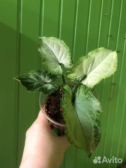 Сингониумы