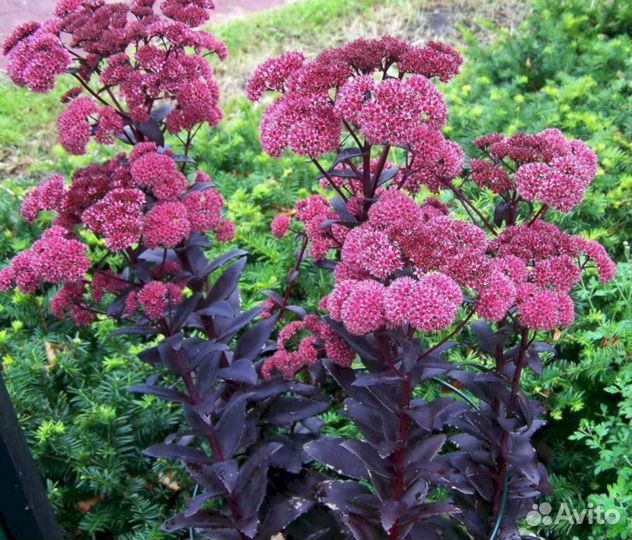 Очиток Хосе-Ауберджин