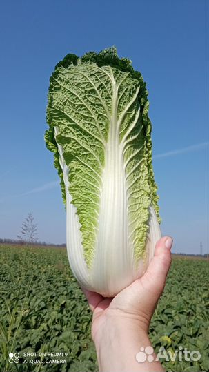 Пекинская капуста