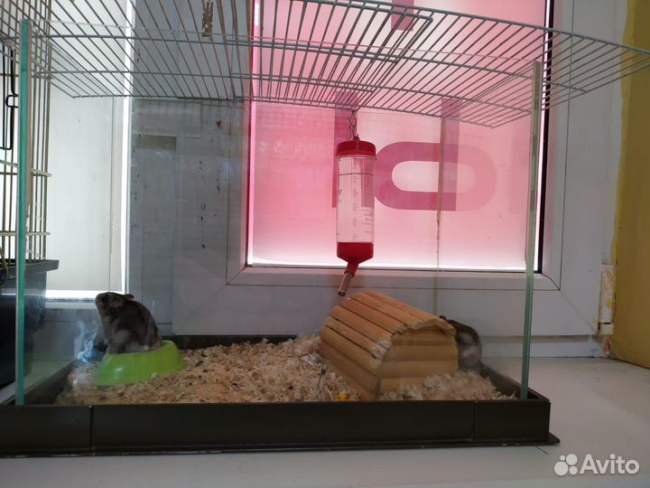 Аквариум + хомячок
