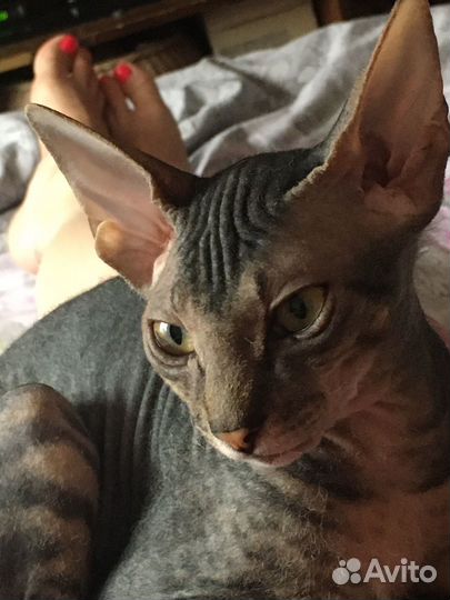 Донской сфинкс