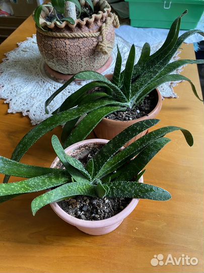 Гастерия трехгранная