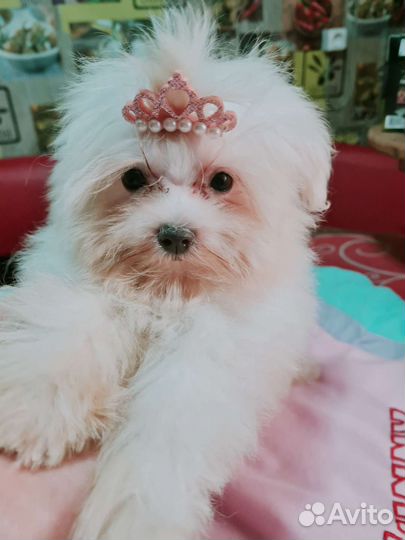 Девочка микро