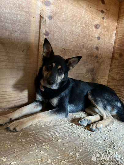 Красивый овчаристый пёсик, спасите из приюта