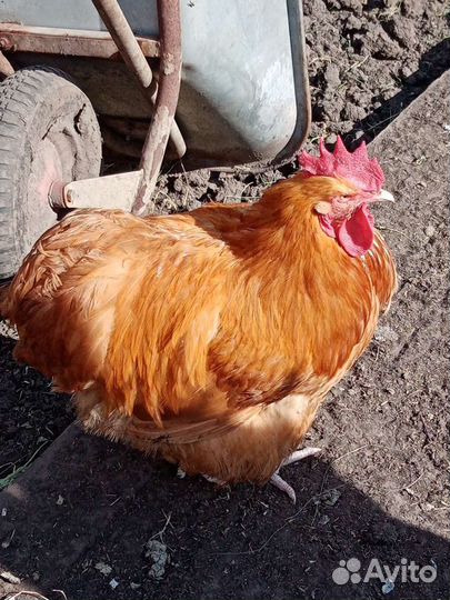 Инкубационное яйцо крупных пород кур гусей