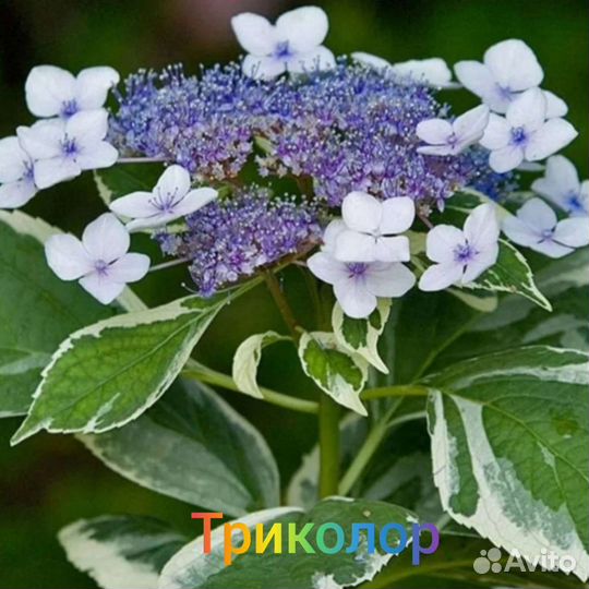 Гортензия сбежавшая невеста