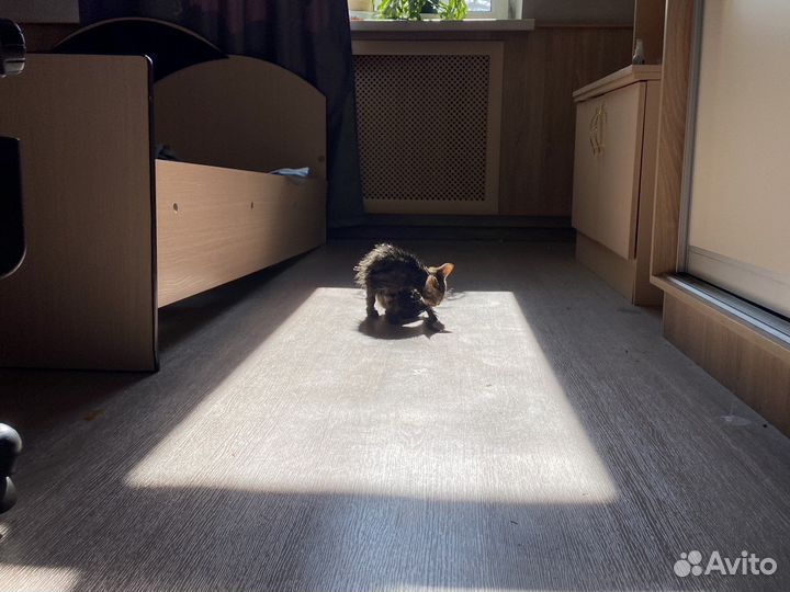 Котенок бесплатно