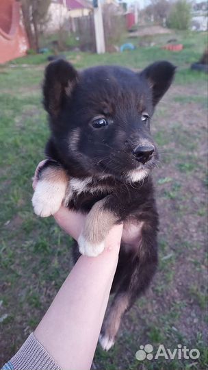 Отдам щенка