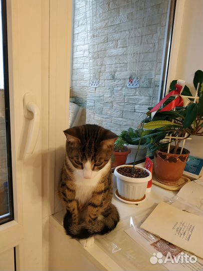 Отдам кота в добрые руки