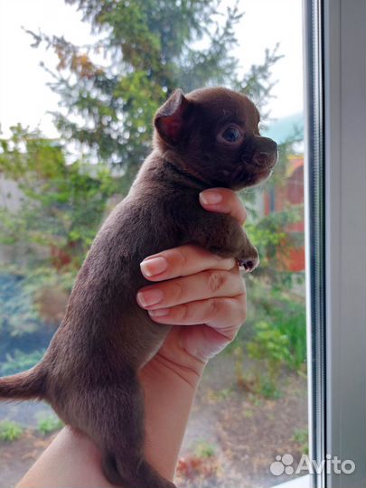 Девочка чихуа