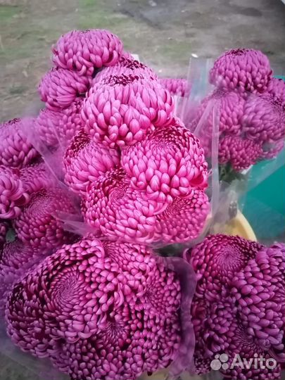 Продаётся цветы