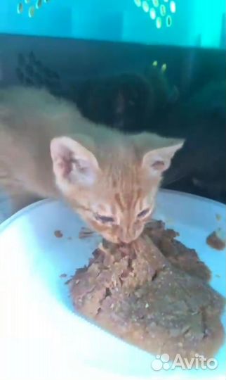 Бездомные котята