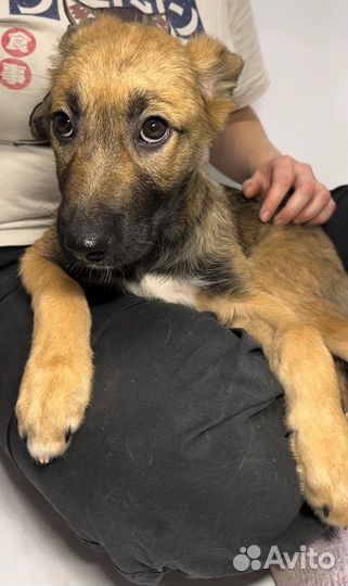 Щенок девочка в добрые руки бесплатно