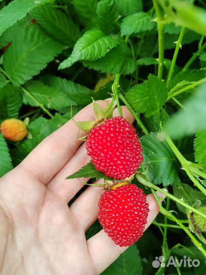 Тибетская малина саженцы