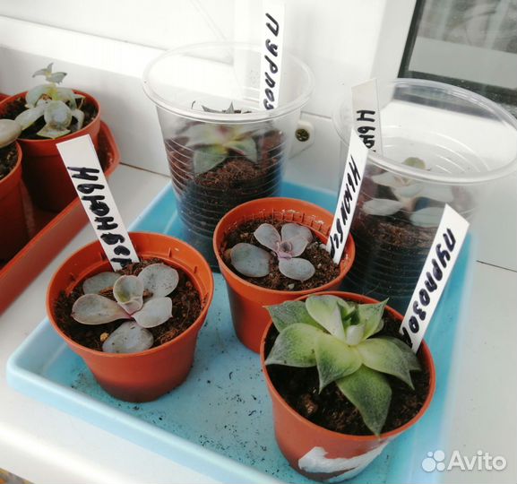 Суккуленты