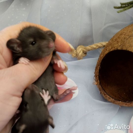 Крыса.крысята дамбо.черные гладенькие.клетки