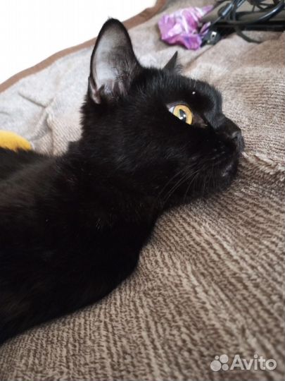 Британская кошка