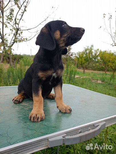 Щенок в добрые руки