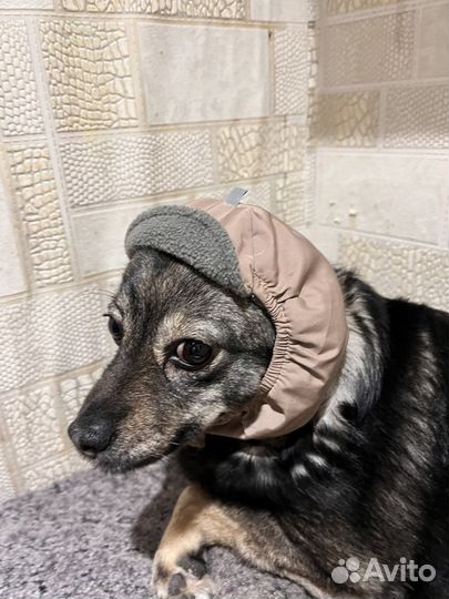 Шапка для собаки