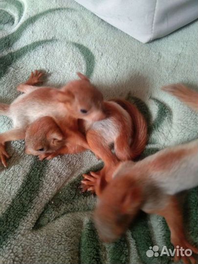 Белка, бельчата ручные