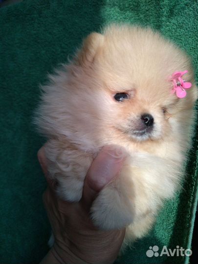 Померанский шпиц