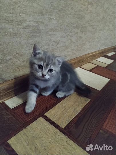 Скоттиш страйт котята