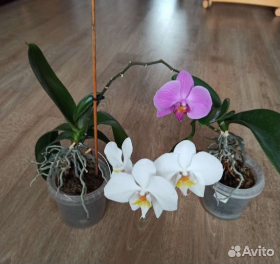 Орхидеи