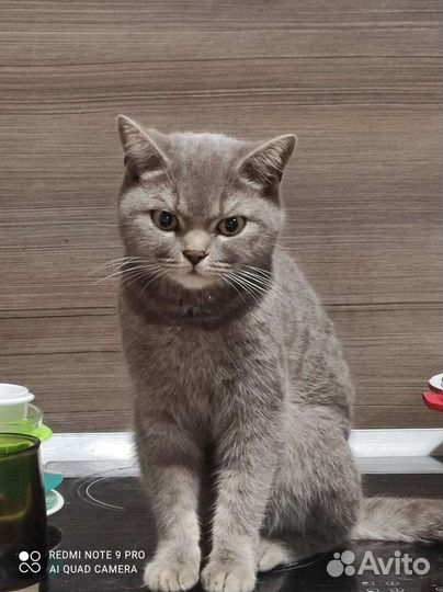 Британская