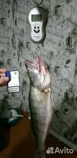 Отдых рыбалка