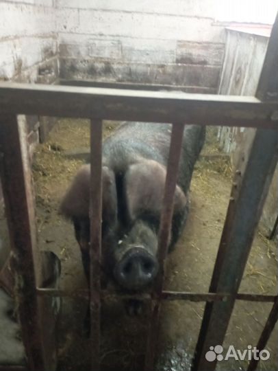 Хряк породы Дюрок