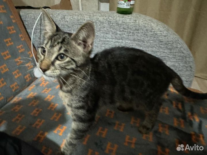 Котенок добрые руки