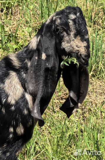 Козел Камори для вязки