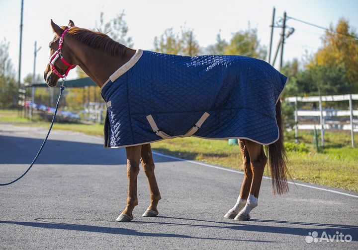Попона денниковая
