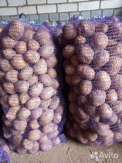 Продам картофель крупный